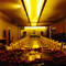 Restaurante Apapacho Toluca