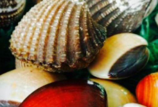Harry's Seafood Palutuan美食图片