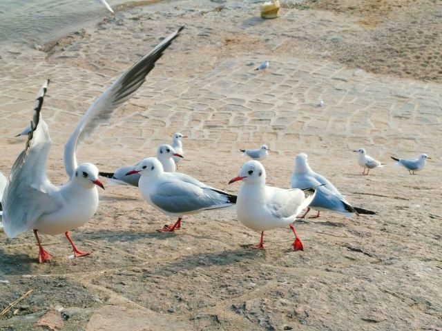 잔교(잔차오)