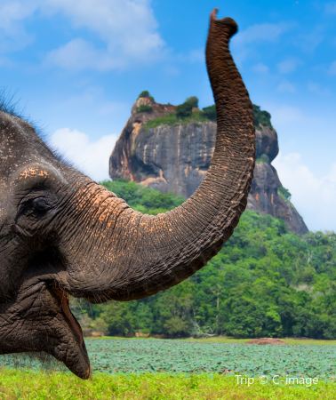 6D5N • Dambulla + Colombo + Yala National Park + Sigiriya Lion Rock + Temple of the Sacred Tooth Relic + Hill Country Train + Sri Lanka Sea Train 