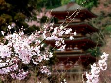 长谷寺-樱井市-是条胳膊