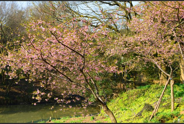 宍粟市播州山崎花菖蒲园攻略 宍粟市播州山崎花菖蒲园门票 游玩攻略 地址 图片 门票价格 携程攻略