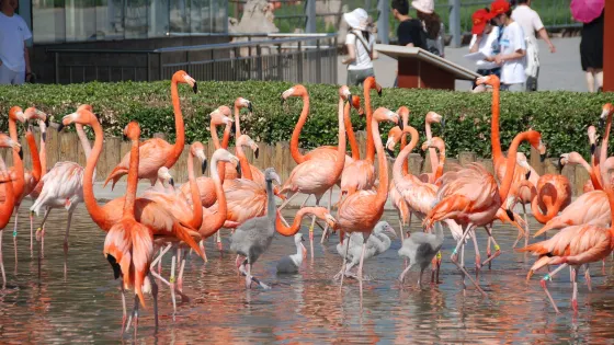 石家莊市動物園