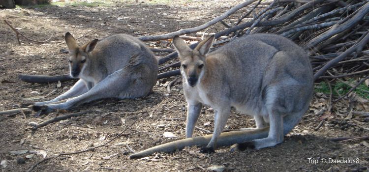 Lone Pine Koala Sanctuary Travel Guidebook Must Visit Attractions