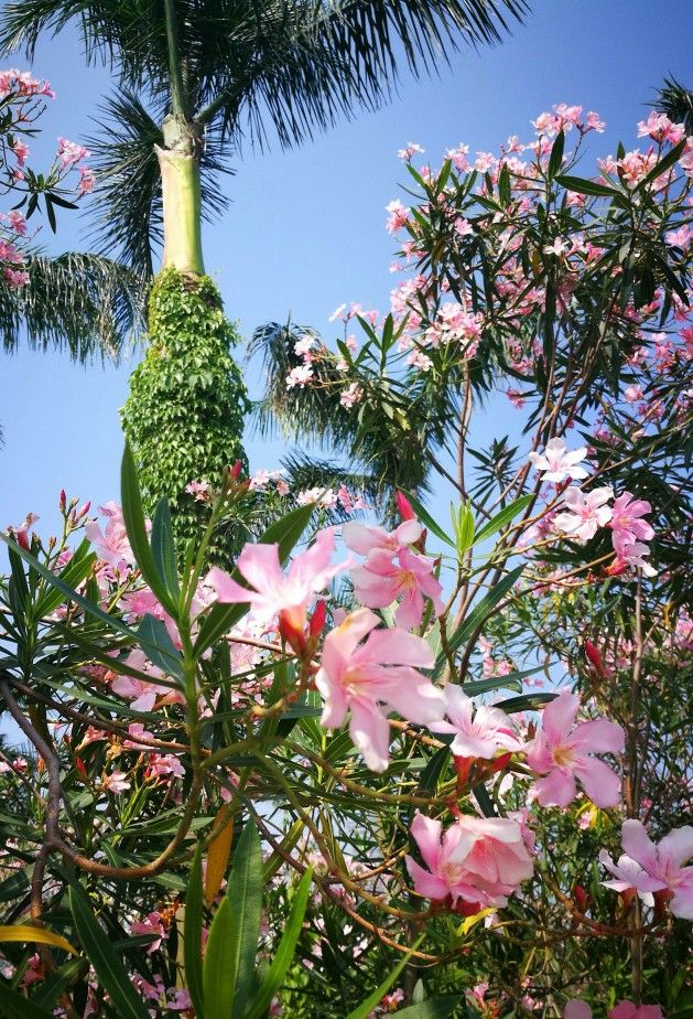 热带植物，鸟语花香