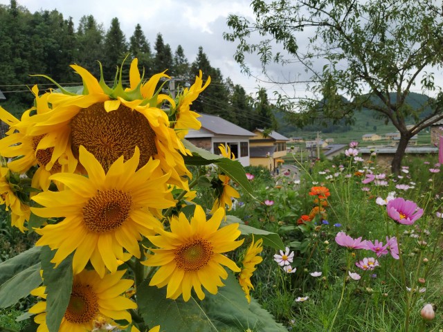 叙永摩尼镇卫星水库一游～～夏天凉快～～田园风光～～自然幽静～