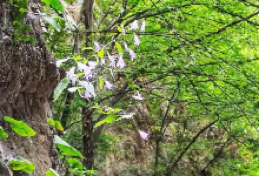 野三坡大峡谷-商品部购物图片