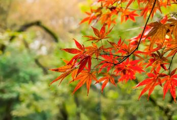 湖南博物院+岳麓山+爱晚亭+橘子洲一日游【资深导游】【3-5年专业地接，品质至上】