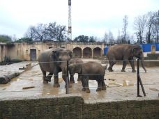 汉诺威动物园-汉诺威-语曦xi🐲