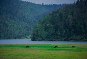 云南香格里拉+普达措国家公园一日游【深度游玩普达措国家森林公园】