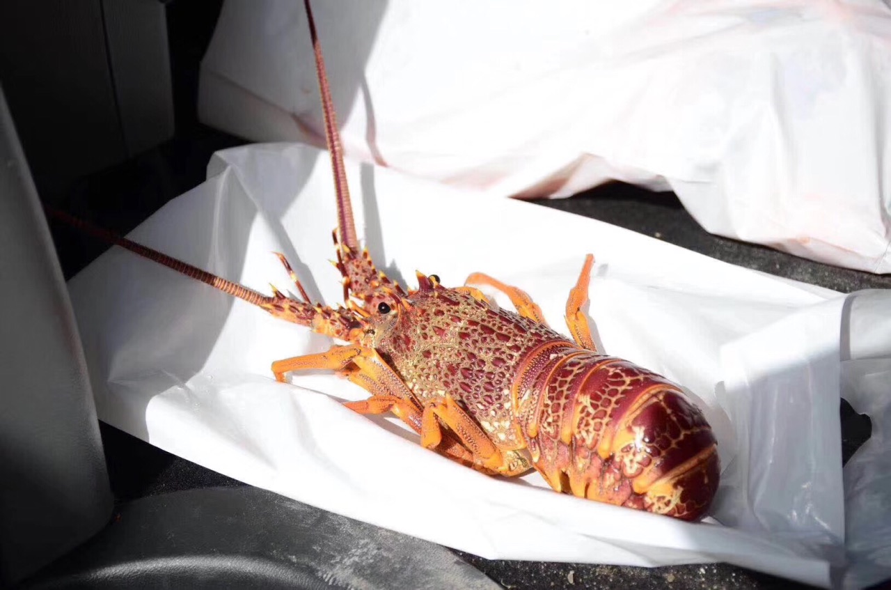 If You Want To Go To Sea To Watch Whales Seals Dolphins And