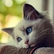 烈日下的一片阴凉