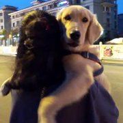 严重悲观的小女人