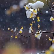 来自水星的虾虾米