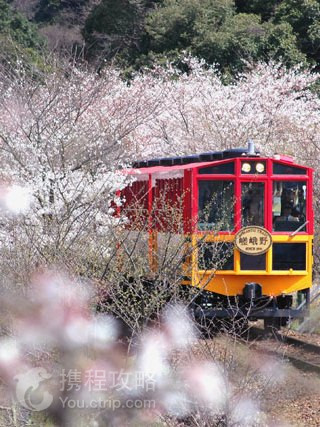 嵐山嵯峨野觀光小火車