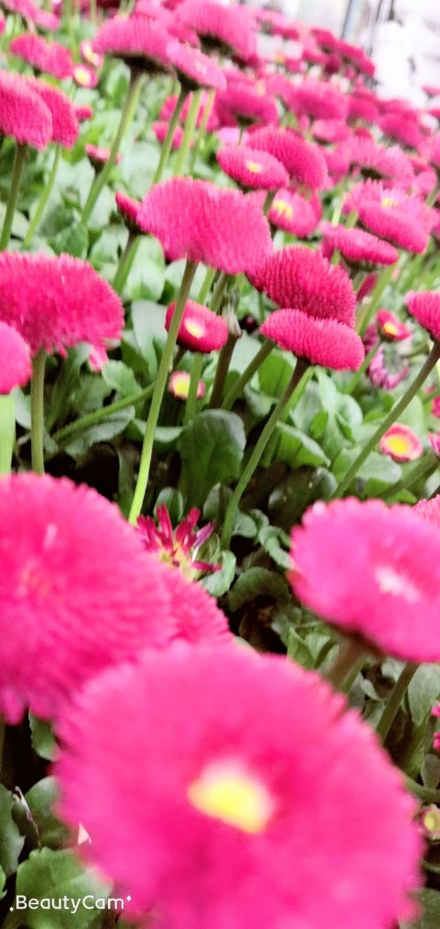 个旧市金湖公园旅行图片 3