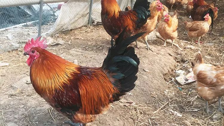 保康田园居休闲山庄餐厅图片