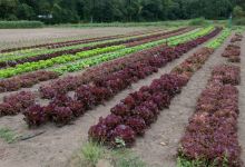 Tracie's Community Farm, LLC购物图片