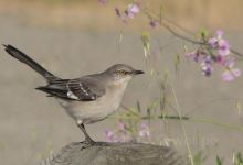Mockingbird Gallery景点图片
