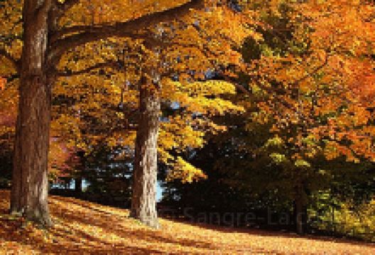 The Rocks Estate景点图片