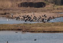 Herons and Cormorants Colony of Juodkrante景点图片