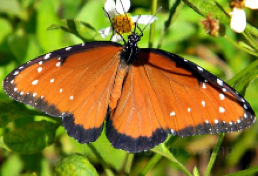 Monarch Butterfly Natural Preserve景点图片