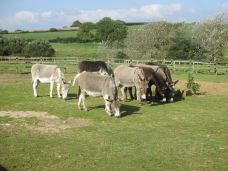 Isle Of Wight Donkey Sanctuary-戈兹希尔