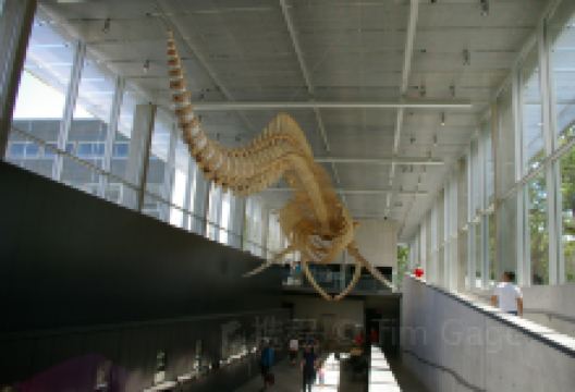 Whaling Museum景点图片