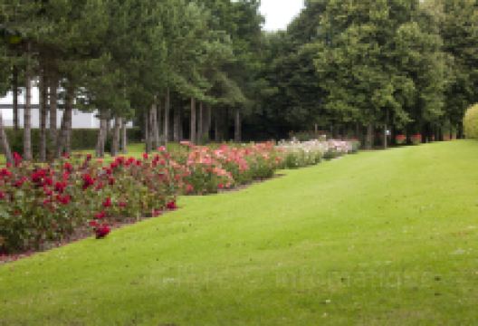Central Park Rose Garden景点图片