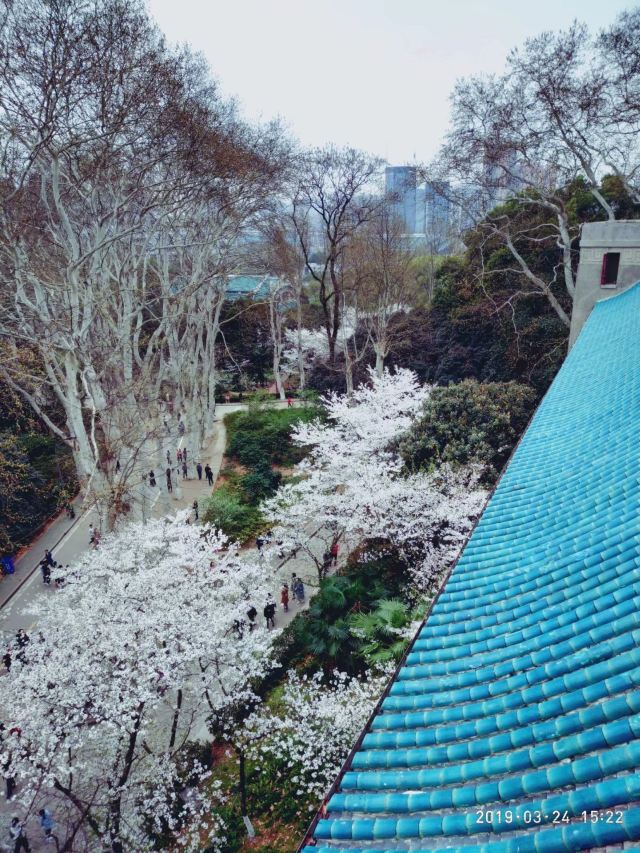 武汉大学信息学部-竹园旅行图片 4