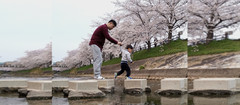 奈良游记图片] 亲子游撞上樱花祭，带着娃娃闯关西！奈良-京都-大阪7日 详尽行程+实用攻略