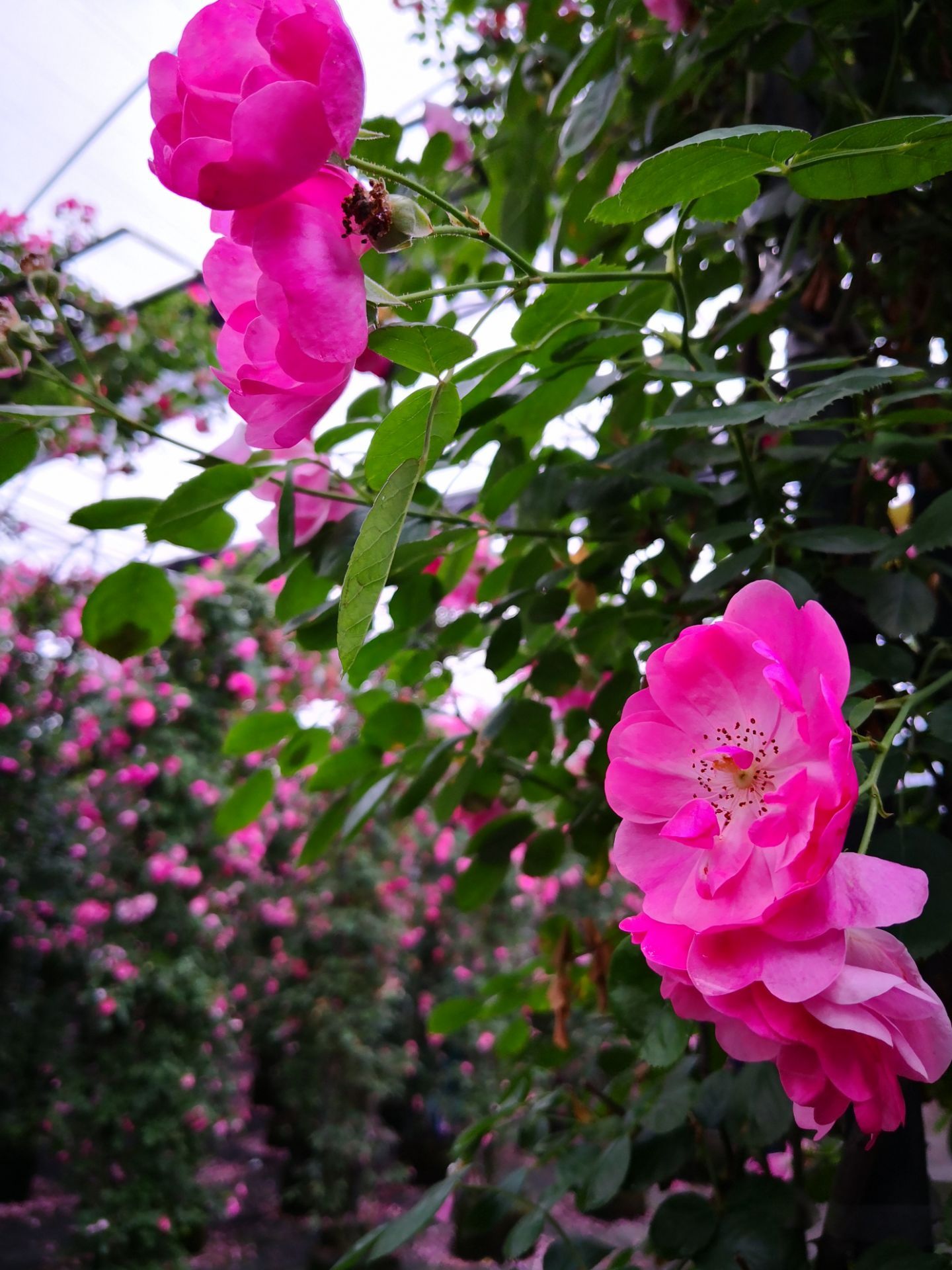 花乡公园