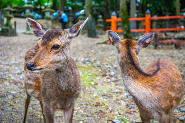 日本之旅，一定不能错过的世界遗产：春日大社，树深时见鹿