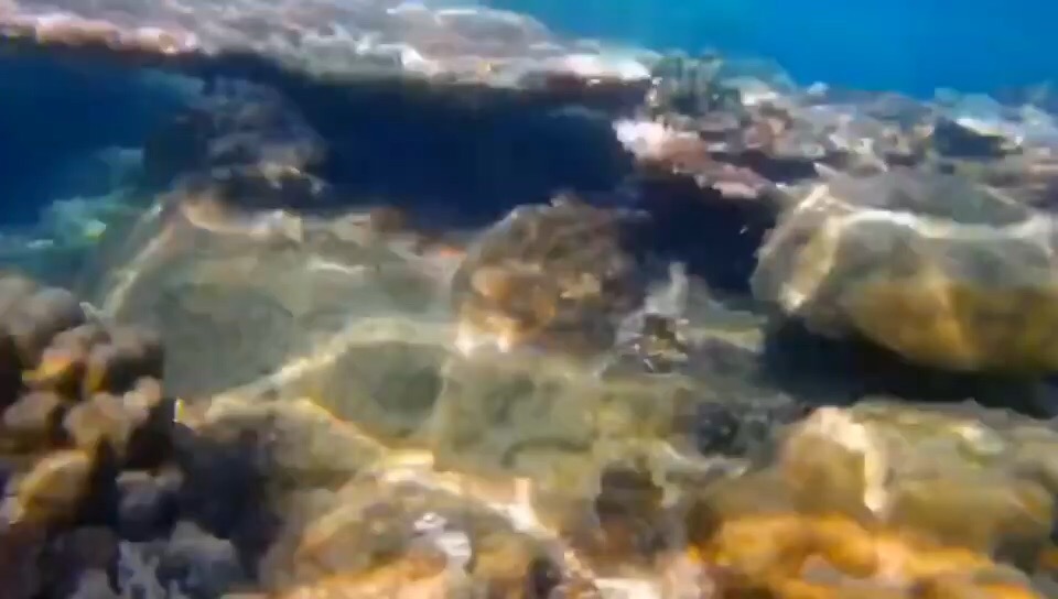 停泊岛浮潜的珊瑚群真可爱