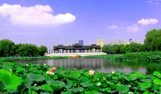 武汉的中央公园--赏荷正当时，沙湖公园荷韵飘香