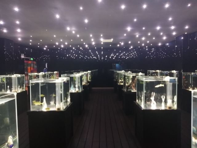 邯郸·海洋世界旅行图片 4