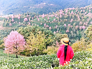 南涧游记图文-云南暖冬浪漫之旅七—中国最早春色的无量山