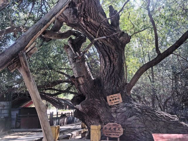 天山神木园旅行图片 3