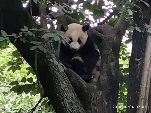 Chengdu Research Base of Giant Panda Breeding