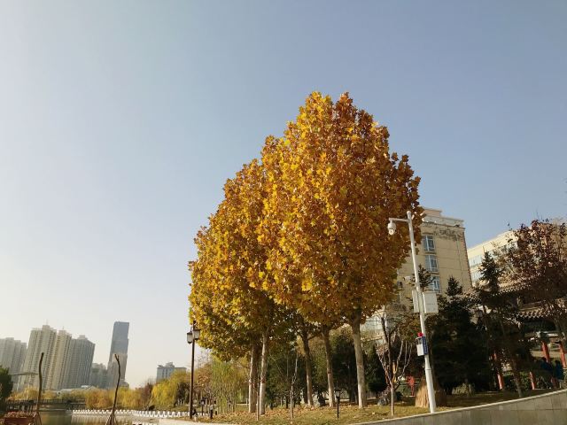 雁滩公园旅行图片 3