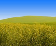 丰宁坝上草原-丰宁-小温侯毛头星