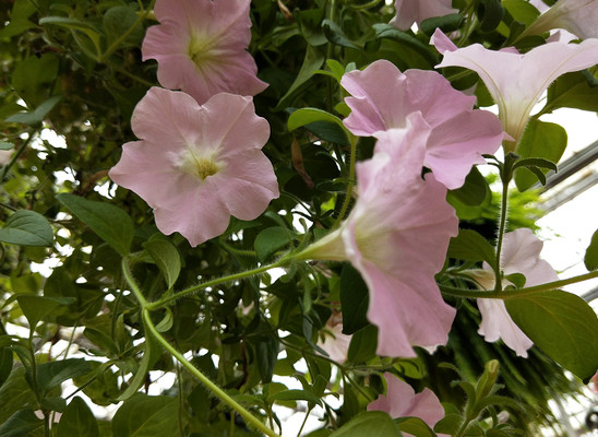 碧冬茄，粉花如瀑少女心