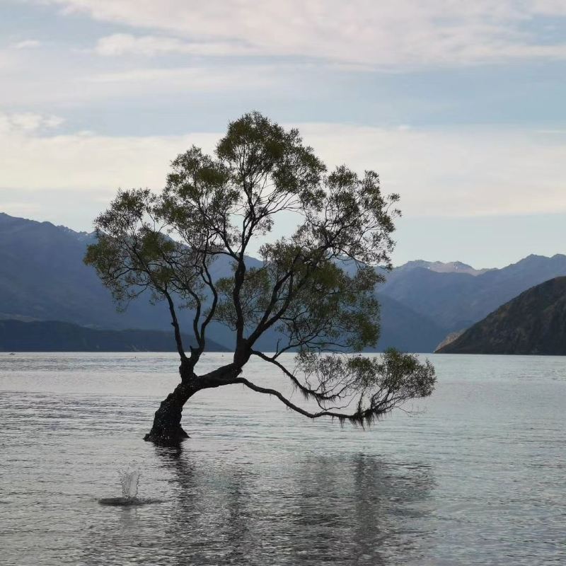 Lone Tree Of Lake Wanaka Travel Guidebook Must Visit Attractions In Wanaka Lone Tree Of Lake Wanaka Nearby Recommendation Trip Com