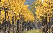 珠江公园-广州-YoYo_2D8I7D0H