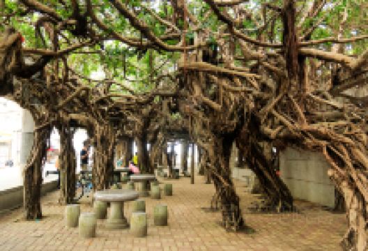 通梁古榕景点图片