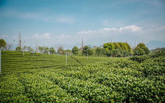 幽幽松阳道,茶香溢满园