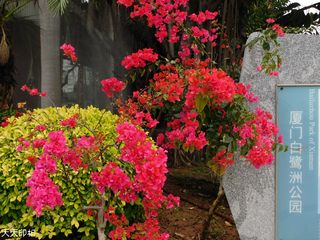 最美的四月天 2020.4.1 摄于厦门白鹭洲公园