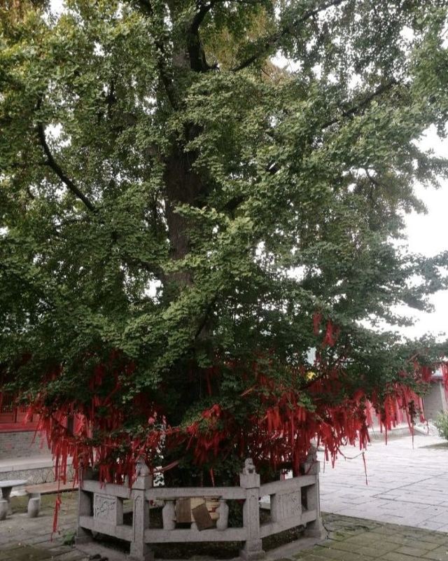 孔庙旅行图片 6