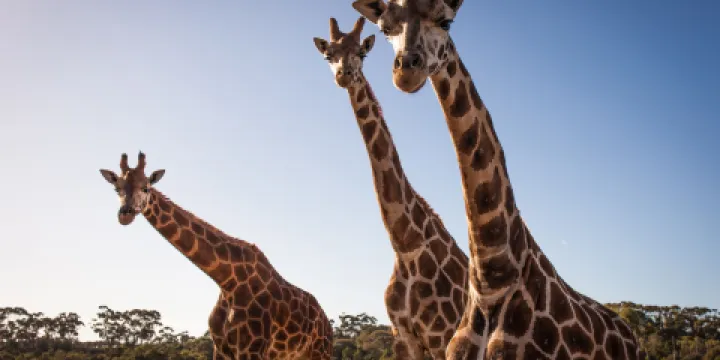 華勒比野生動物園