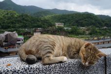 Houtong Cat Village-新北-魔女锦鲤